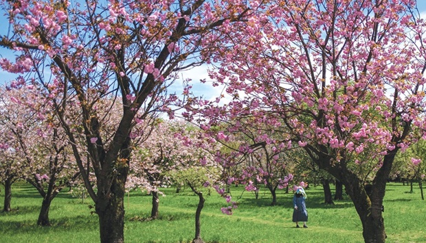 Blooming cherry trees at a farm of the Flower Association of Japan in Yuki, northeastern Ibaraki prefecture.
