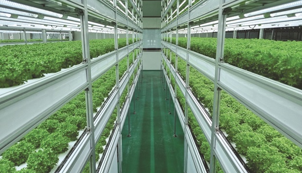 Nongshim's vertical farming facility.