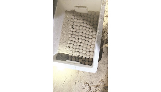 The eggs were moved to a dedicated and protected area. A total of 120 eggs have been laid so far.