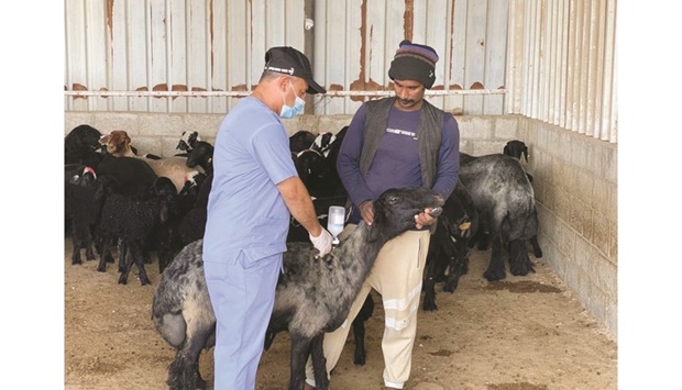 The campaign covered 275 barns vaccinating 22,045 goats and sheep and 1,183 cows against the foot and mouth disease, and 9,721 goats against pneumonia throughout the third week of March.