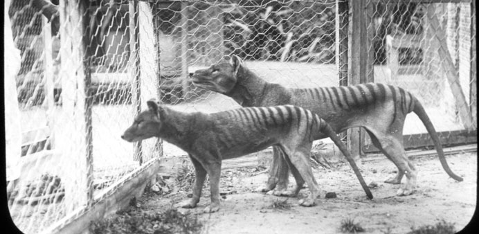 A Tasmanian Museum and Art Gallery handout photo released to AFP yesterday of Tasmanian tigers (thylacines) photographed at the Beaumaris Zoo in Hobar