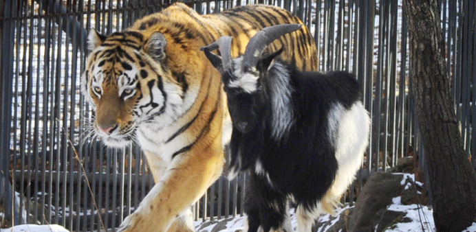 Amur the tiger and Timur the goat