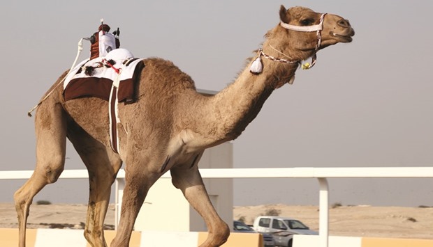 The CRA has issued an updated version of the Class Licence for camel racing equipment.