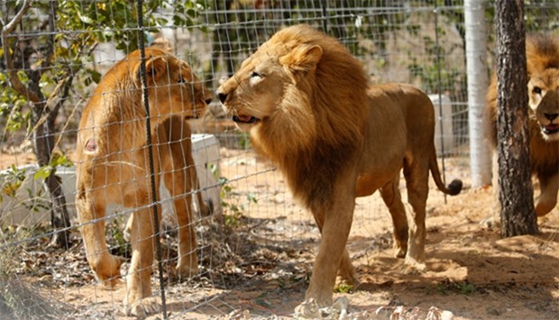 Some of the 33 lions rescued from circuses in Peru and Columbia