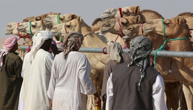 Men looking at camels at the Tharb hospital.