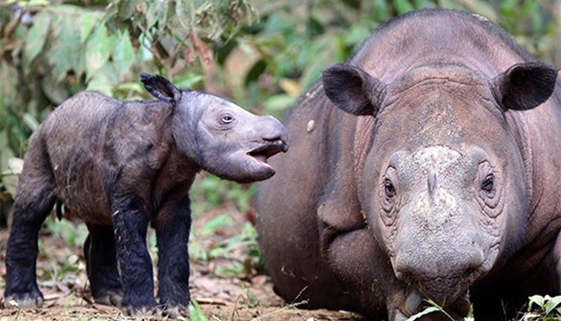 Sumatran rhino calf
