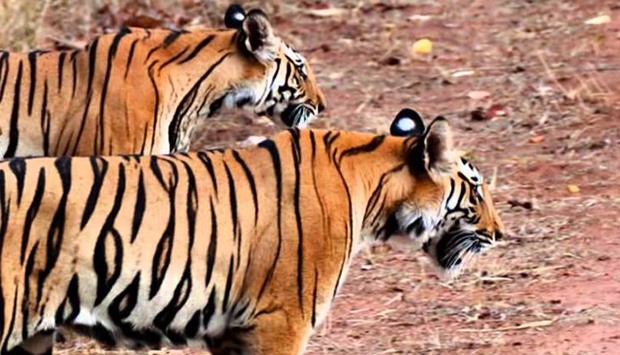 Benghal tigers