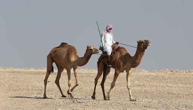 A man rides a camel in the Qatari desert