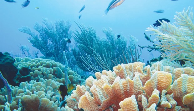 A healthy coral reef can reduce wave force by 97%, lessening the impact of storms and preventing erosion.