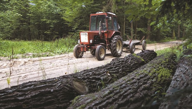 This file photo taken in 2010 shows a tractor driving past trunks in Polandu2019s Bialowieza forest. Clearance of trees in the forest affected by Xylophagous insects started on Tuesday.