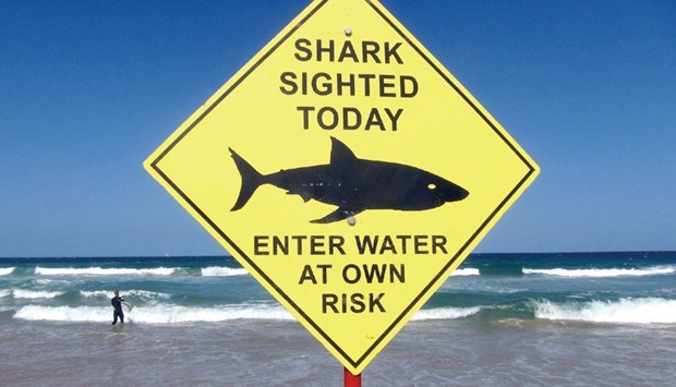 A surfer carrying his board into the water next to a sign declaring a shark sighting on Sydneyu2019s Manly Beach, Australia.