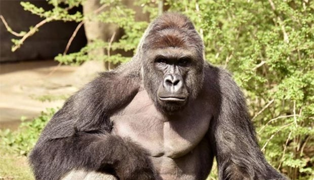 Harambe, a 17-year-old gorilla, is pictured in this photo provided by Cincinnati Zoo