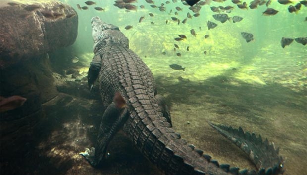 A file photo shows a 700 kilogram crocodile called Rex in his enclosure at Sydney Zoo.