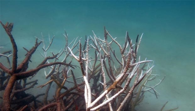An undated handout photo received on Monday shows dead and dying staghorn coral on the central Great Barrier Reef.