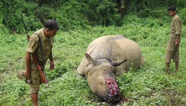Indian forestry officials stand near the carcass of a one-horned rhinoceros which was killed and de-horned by poachers in Burapahar, a range of the Kaziranga National Park, some 250kms east of Guwahati, in this file picture.