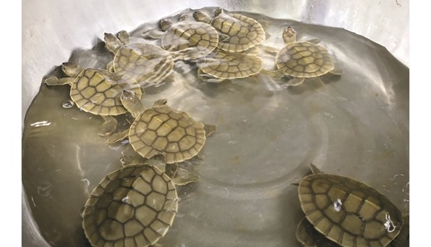 A Wildlife Conservation Society handout photo of the nine royal turtle hatchlings in a container at Kaong River in Koh Kong province.