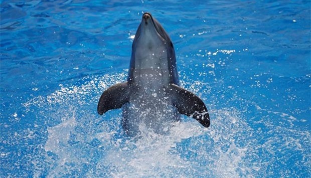 :A dolphin performs at the Marineland Zoo in Antibes, France.