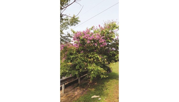 Joseph has also planted several flowering trees along a half-kilometre stretch on Kochidappady highway in Kerala.