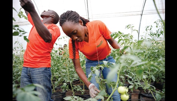 Entrepreneur and farmer Kofoworola Durosimi-Etti (right) works in her greenhouse farm in Ikorodu on the outskirt of Nigeriau2019s commercial capital Lagos.