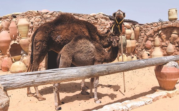 A baby camel stands by its mother in the town of Guellala on the southern  Mediterranean resort island of Djerba.