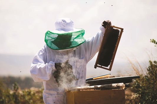 Honey farmer Alem Abreha smokes a beehive on his honey farm outside Wukro in the Tigray region of northern Ethiopia.