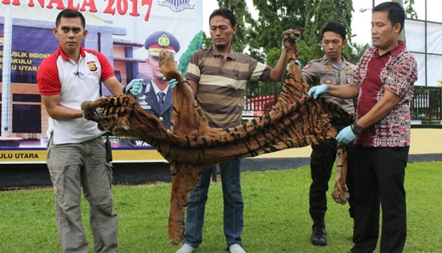 Indonesian police displaying a tiger skin in Argamakmur, North Bengkulu