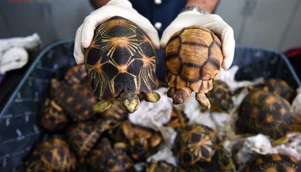 A Malaysian Airports Customs official shows seized endangered ploughshare and radiated tortoises