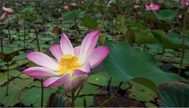 Lotus flowers blossom in the Khao Sam Roi Yot national park in southern Thailand.