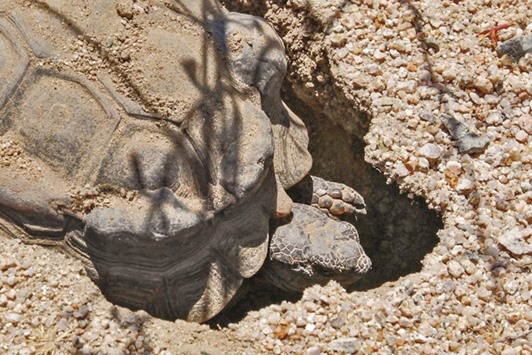 THE CONNECT: A desert tortoise with radio transmitters installed on his back.