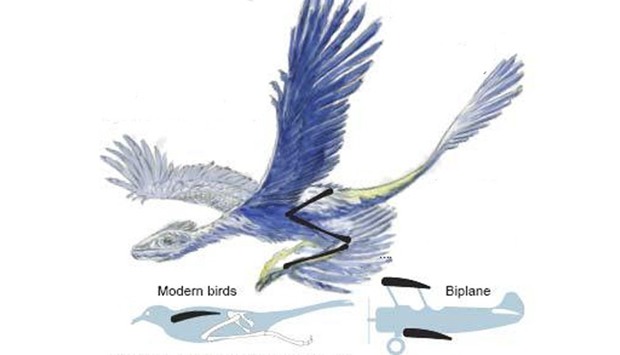 feathered ancestor of birds