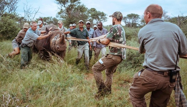 A capture team moving an Eastern Black Rhino towards a transport crate at Thaba Tholo Game Ranch near Thabazimbi in South Africa.