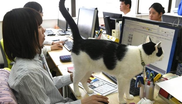 A cat at an IT office in Tokyo.