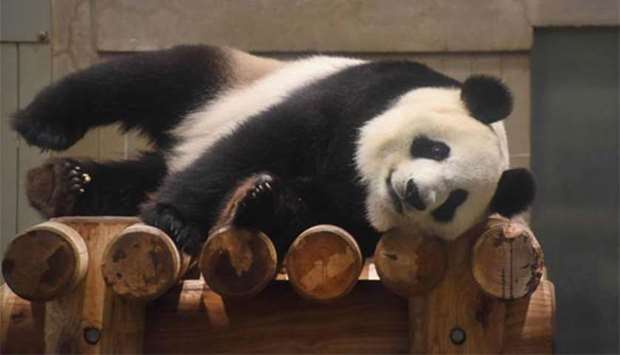 Female panda Shin Shin takes a rest in her cage at Tokyo\'s Ueno zoo on Wednesday..