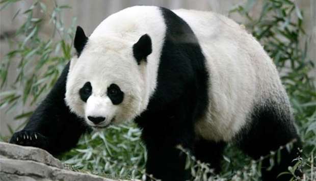 Giant panda Mei Xiang walks in her outdoor enclosure at the National Zoo in Washington in this file picture.