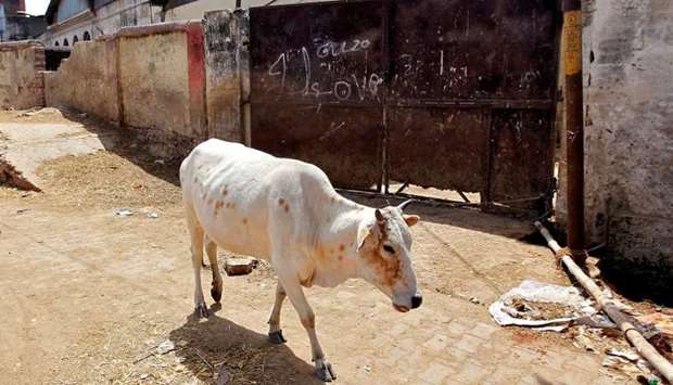 A cow walks past a closed slaughter house in Allahabad
