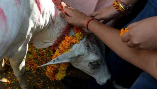 Indian activists from the youth wing of the Bharatiya Janata Party greet a calf during a protest outside the Congress party headquarters in New Delhi on Tuesday. The protest was held in response to members of the youth wing of Congress party killing a calf in public to protest against a controversial ban on the sale of cattle for slaughter.