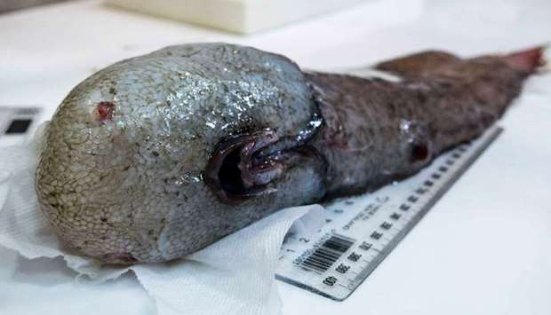 Australian scientists have discovered a fish with no face