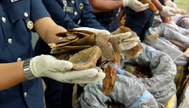 Custom officials hold up seized pangolin scales at Kuala Lumpur airport customs complex in Sepang