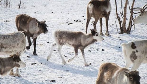 The chronic-wasting disease is contagious among deer and reindeer.