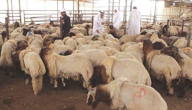 The initiative of providing subsidised sheep came into effect yesterday.