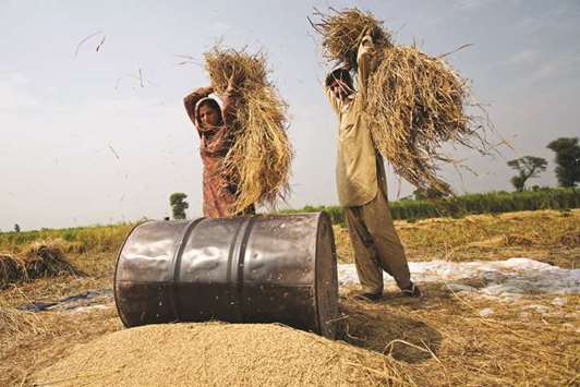 Farm workers thresh rice during a harvest in Bucheki village, Faisalabad district of Punjab province, Pakistan (file). Regarding agriculture finance, Islamic banks should address the needs of underbanked rural populations who need funds for their various agribusiness and food production ventures, which could be provided by forward-financing, partnership-based Islamic finance structures such as salam.