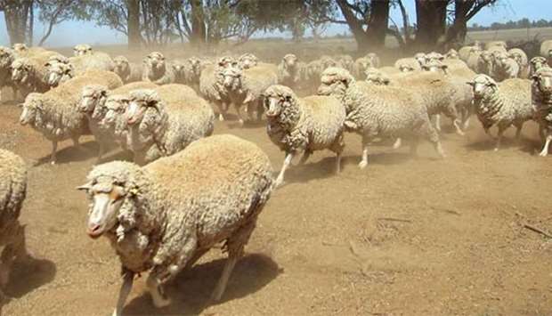 Animal welfare activists in Australia have called for a ban on live sheep exports.