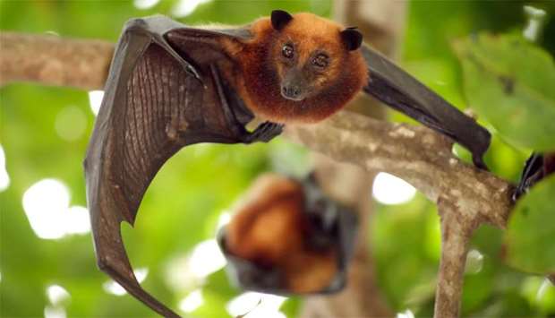 Fruit bats are considered the main carrier of the virus