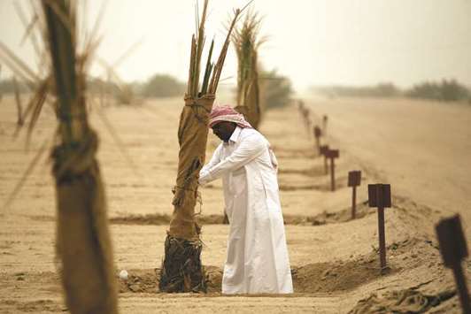 A farmer inspects the palm trees belonging to Kuwaiti investor Abdul-Aziz al-Babtain, in the port city of Basra, Iraq.
