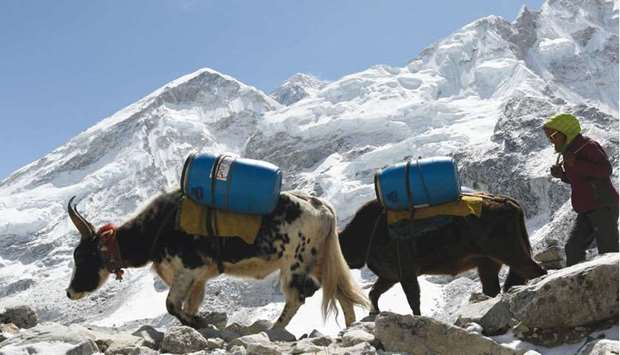 Yaks carry supplies to Everest base camp, some 140km northeast of Kathmandu.