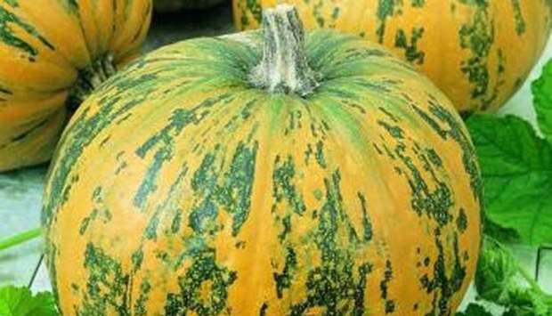 Bitter-tasting pumpkins can contain potent toxins, according to the study.