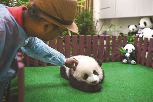 A zoo attendant pats a four-month-old female giant panda cub, the second offspring of parents Liang Liang and Xing Xing who are on loan from China, during the cubu2019s unveiling inside the panda enclosure at the National Zoo in Kuala Lumpur yesterday.