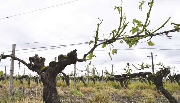 A picture taken on Saturday shows vines damaged and without leaves in a vineyard in Cognac.
