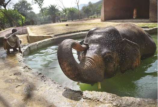 A zoo employee hoses down an elephant on a hot summer day yesterday in Islamabad.