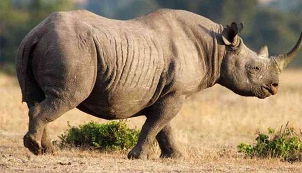 Save the Rhinos estimates there are less than 5,500 black rhinos in the world.